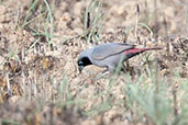 Male Black-faced Firefinch, Mole, Ghana, June 2011 - click for larger image