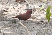 Black-bellied Firefinch, Mole NP, Ghana, June 2011 - click for larger image