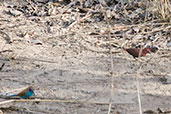 Black-bellied Firefinch, Mole NP, Ghana, June 2011 - click for larger image