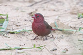 Bar-breasted Firefinch, Brenu-Akyinim, Ghana, May 2011 - click for larger image