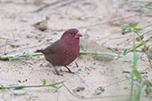 Bar-breasted Firefinch, Brenu-Akyinim, Ghana, May 2011 - click for larger image