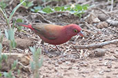 Male Red-billed Firefinch, Mole, Ghana, June 2011 - click for larger image