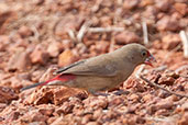 Female Red-billed Firefinch, Mole, Ghana, June 2011 - click for larger image