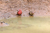 Male and female Red-billed Firefinch, Mole, Ghana, June 2011 - click for larger image