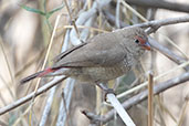 Female Red-billed Firefinch, Ghibe Gorge, Ethiopia, January 2016 - click for larger image