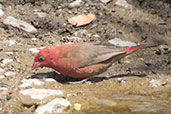 Male Red-billed Firefinch, Melka Gebdu Track, Ethiopia, January 2016 - click for larger image