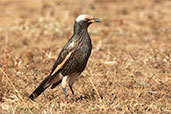 White-crowned Starling, Liben Plains, Ethiopia, January 2016 - click for larger image