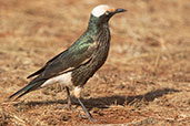 White-crowned Starling, Liben Plains, Ethiopia, January 2016 - click for larger image