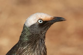 White-crowned Starling, Liben Plains, Ethiopia, January 2016 - click for larger image