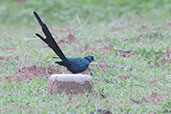 Long-tailed Glossy Starling, near Tono Dam, Ghana, June 2011 - click for larger image