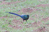 Long-tailed Glossy Starling, near Tono Dam, Ghana, June 2011 - click for larger image