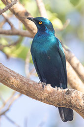 Greater Blue-eared Starling, Lake Ziway, Ethiopia, January 2016 - click for larger image