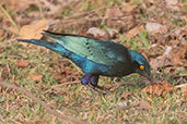 Greater Blue-eared Starling, Lake Langano, Ethiopia, January 2016 - click for larger image