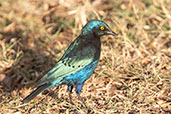 Greater Blue-eared Starling, Lalibela, Ethiopia, January 2016 - click for larger image