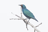 Bronze-tailed Glossy Starling, Tono Dam, Ghana, June 2011 - click for larger image