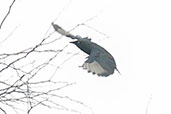 Chestnut-bellied Starling, Tono Dam, Ghana, June 2011 - click for larger image