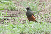 Chestnut-bellied Starling, Tono Dam, Ghana, June 2011 - click for larger image