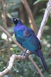 Ruppell's Starling, Lake Awassa, Ethiopia, January 2016 - click for larger image