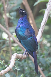 Ruppell's Starling, Lake Awassa, Ethiopia, January 2016 - click for larger image