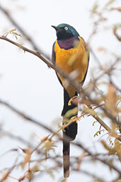 Golden-breasted Starling, Negele to Yabello Road, Ethiopia, January 2016 - click for larger image