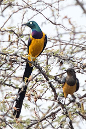 Golden-breasted Starling, Negele to Yabello Road, Ethiopia, January 2016 - click for larger image