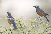 Shelley's Starling, Yabello, Ethiopia, January 2016 - click for larger image