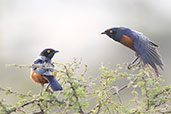 Shelley's Starling, Yabello, Ethiopia, January 2016 - click for larger image