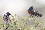 Shelley's Starling, Yabello, Ethiopia, January 2016 - click for larger image