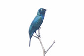 Splendid Glossy Starling, Kakum, Ghana, May 2011 - click for larger image