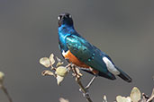 Superb Starling, Sof Omar, Ethiopia, January 2016 - click for larger image