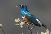 Superb Starling, Sof Omar, Ethiopia, January 2016 - click for larger image