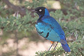 Superb Starling, Yabello, Ethiopia, January 2016 - click for larger image