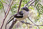 Tropical Boubou, Lake Hora, Ethiopia, January 2016 - click for larger image