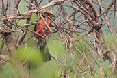 Yellow-crowned Gonolek, Winneba Plains, Ghana, May 2011 - click for larger image