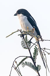 Common Fiscal, Lake Chelekcheka, Ethiopia, January 2016 - click for larger image