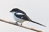 Common Fiscal, Jemma River, Ethiopia, January 2016 - click for larger image