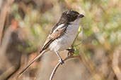 Common Fiscal, Jemma River, Ethiopia, January 2016 - click for larger image