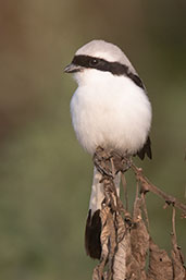 Grey-backed Fiscal, Lake Langano, Ethiopia, January 2016 - click for larger image