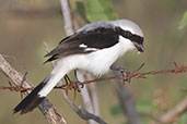 Grey-backed Fiscal, Lake Langano, Ethiopia, January 2016 - click for larger image