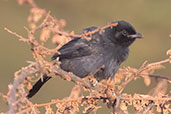 Slate-coloured Boubou, Yabello, Ethiopia, January 2016 - click for larger image