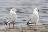 Grey-headed Gull, Lake Shalla, Ethiopia, January 2016 - click for larger image