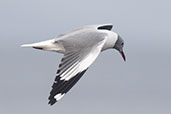 Grey-headed Gull, Lake Shalla, Ethiopia, January 2016 - click for larger image