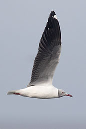 Grey-headed Gull, Lake Shalla, Ethiopia, January 2016 - click for larger image