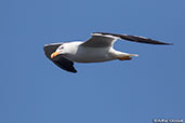 Kelp Gull, Fort Dauphin, Madagascar, November 2016 - click for larger image