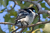 Chabert Vanga, Mosa Park, Ifaty, Madagascar, November 2016 - click for larger image