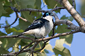 Chabert Vanga, Mosa Park, Ifaty, Madagascar, November 2016 - click for larger image