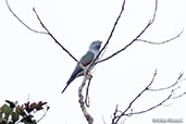 Cuckoo Roller, Perinet, Madagascar, November 2016 - click for larger image