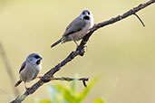 Madagascar Munia, Majunga, Madagascar, November 2016 - click for larger image