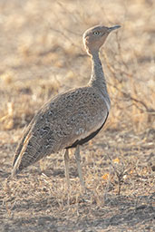 Buff-crested Bustard, Awash Falls, Ethiopia, January 2016 - click for larger image