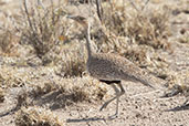 Buff-crested Bustard, Awash Falls, Ethiopia, January 2016 - click for larger image